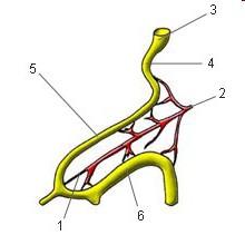 Střevní kličky 5. Cephalic limb of the loop 6.