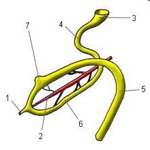 Small intestine 7. Cecal bud 1. Vitelline duct 2.