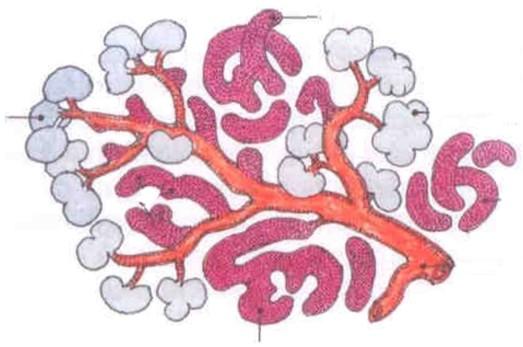 Pankreas slinivka břišní Endokrinní funkce Langerhansovy ostrůvky buňky - glukagon (štěpení glykogenu glukoneogeneze) b buňky insulin (transport glukózy do buněk) g buňky polypeptid (neznámá funkce)