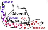 http://student-home.blogspot.com/2009/04/alveoli.html Funkce Výměna plynů vnějšího a vnitřního prostředí Dýchací plyny: 21% O2, 78% N, 1% Ar, 0.