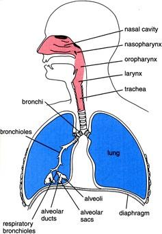 Typy epitelů Respirační epitel (dýchací cesty) řasinkové buňky - zachycování nečistot pohárkové buňky - vylučují