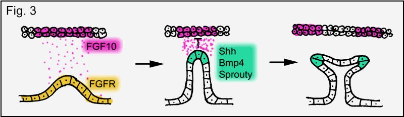 Shrnutí důleţitých morfogenů Shh - lokálně inhibuje větvení plic - podpora proliferace v růstových zónách TGFβ family - inhibice ektopického větvení či předčasné diferenciace (BMP4) - podpora