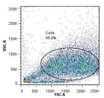 ENGLISH / ČESKY / SLOVENSKY 13. Example of data analysis / Vzorové vyhodnocení / Vzorové vyhodnotenie Fig. 1 Delimitation of cells. Obr.