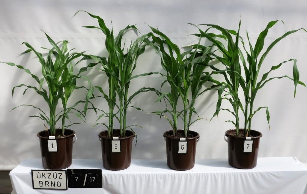 NPK+agrouhlí II Obr. 2 Rostliny kukuřice 4 týdny po výsevu ve fázi 7.