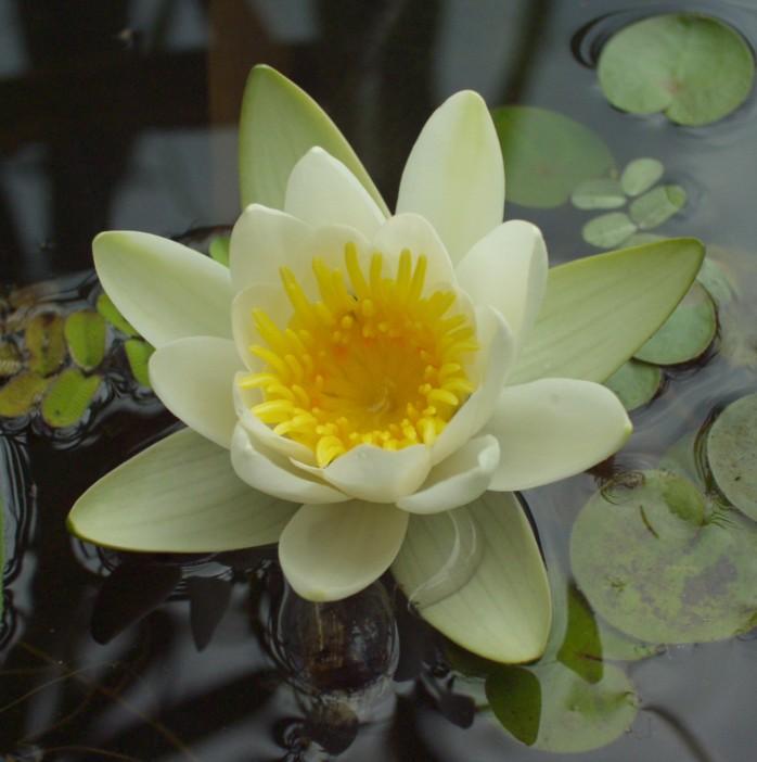 Nymphaea