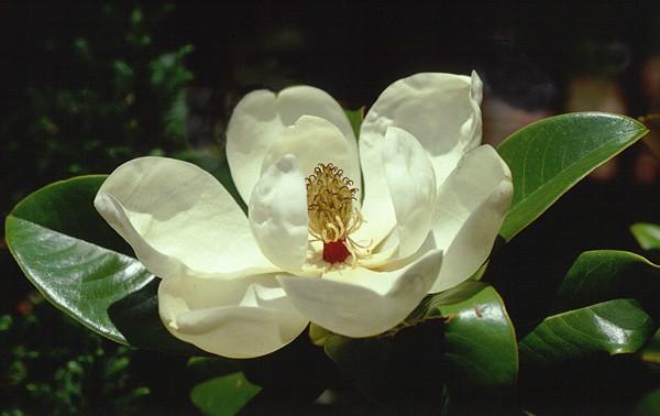 Magnolia