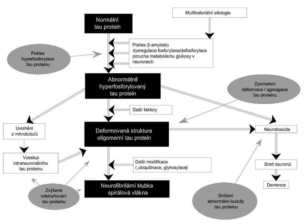 Obr. 14 Možný mechanismus neurofibrilární degenerace a cílů pro terapeutické užití [69] Důležitou úlohu v regulaci fosforylace tau proteinu za patologických podmínek hraje proteinkinasa GSK-3.