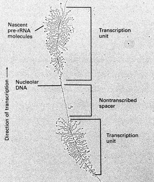 rrna je 1,9 kb, 5,8S rrna 160 bází a 28S rrna 5,1 kb. Ribozomální transkripční jednotky jsou uspořádány v mnohonásobných tandemech.