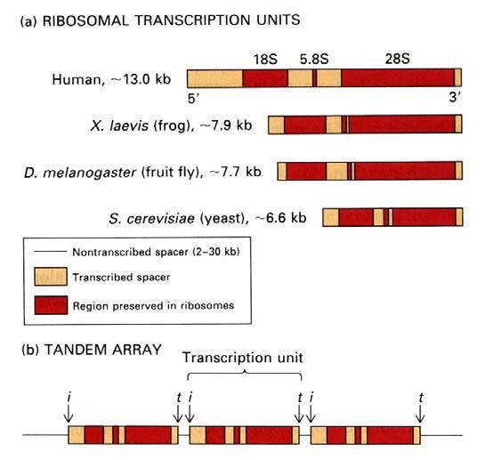 Obr. 7.23.: Ribozomální transkripční jednotky eukaryot (A).