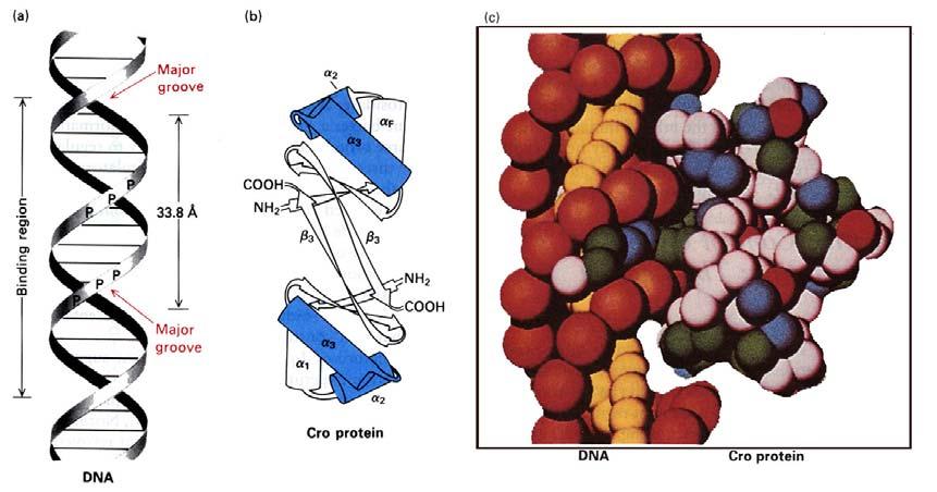 Obr. 8.3.: Struktura Cro proteinu (B) a jeho vazebné místo na DNA (A). Cro protein je příkladem represoru z genomu bakteriofága λ.