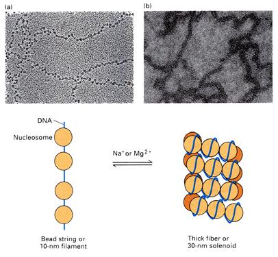 chromozómů, jejichž celková délka je 200 µm. Kondenzační stupeň (míra kondenzace DNA) se pak pohybuje v řádech 10 4. Během interfáze je chromatin více rozvolněný - míra kondenzace DNA je 10 2-10 3.