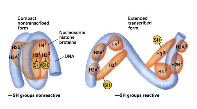 b/ Obr. 9.2.: a/ Nukleozómové vlákno a vytváření vlákna solenoidu. b/ Nukleozóm - jádro nukleozómu tvořené histonovými bílkovinami a navinutí DNA na toto jádro.