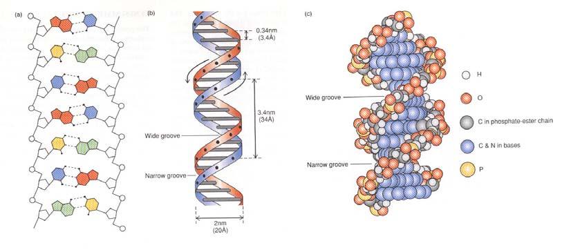 Obr. 3.5.: Model struktury DNA. 4. Oba řetězce jsou antiparalelní, což znamená, že se liší směrem fosfodiesterové vazby. Jev je charakteristický pro všechny dvoušroubovicové nukleové kyseliny.