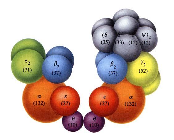 hmotnosti cca 800 kd. Podjednotky, a vytváří katalyticky aktivní jádro, na podjednotku je vázána katalytická aktivita - polymerázová 5 3 aktivita, na podjednotku 3 5 exonukleázová aktivita. Obr. 4.2.