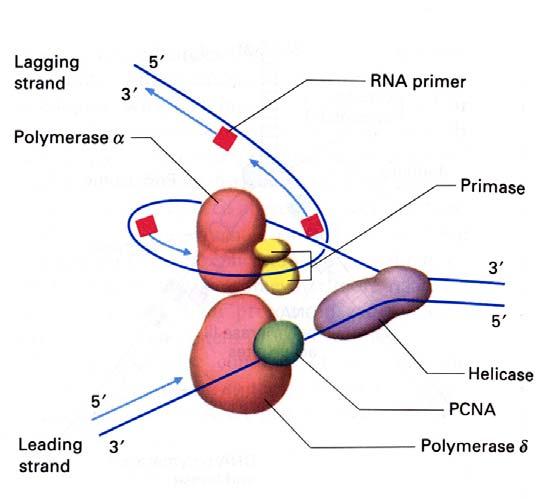 Obr. 4.4.: Schéma sestavy replikačních proteinů v replikační vidlici u eukaryot. DNA polymeráza α a δ jsou funkčně obdobné dvěma asymetrickým ramenům DNA polymerázy III. Počátek replikace u E.