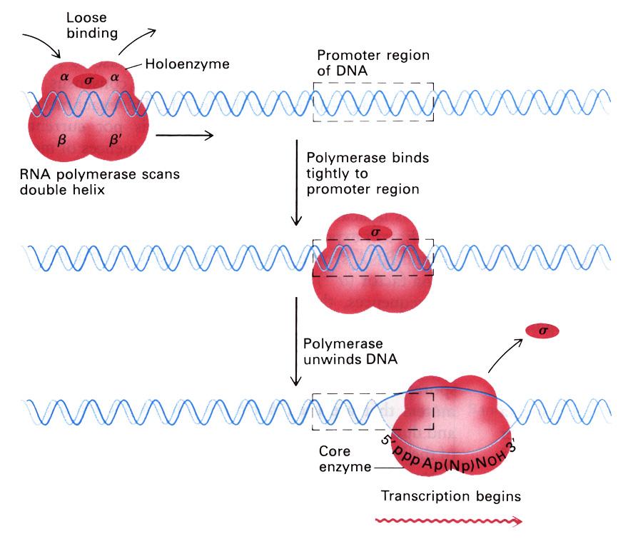 vazbu k promotoru a zahajuje transkripci. Po zahájení syntézy RNA disociuje od zbytku enzymu. Subjednotka 2 má zatím neurčitou roli.