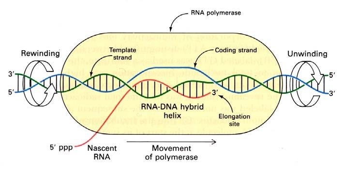 DNA a zůstává navázané k templátu až do okamžiku terminace. Transkripční bublina, tj. DNA, RNA polymeráza a narůstající řetězec RNA tvoří hybridní dvoušroubovici. Obr. 6.