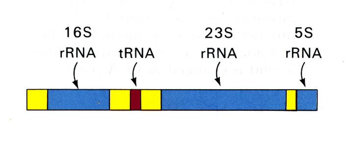 a/ b/ Obr. 7.5.: a: Obdobná struktura 4 trnas. b: Schéma trojrozměrné struktury trna Phe z kvasinky.