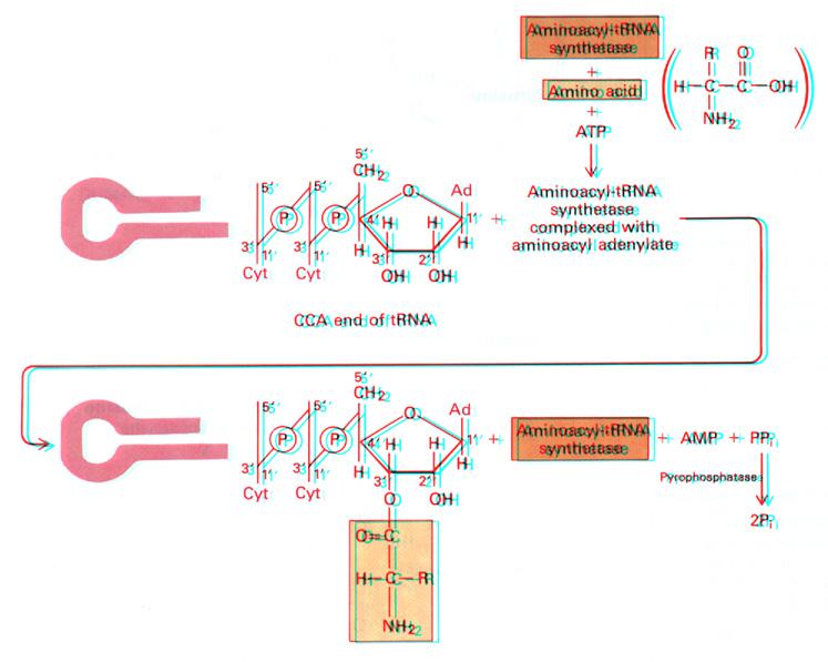 Obr. 7.9.: Aktivace aminokyseliny a tvorba aminoacyl trna. Reakce - tvorba komplexu aminoacyl trna je vysoce specifická a je vlastní příčinou vysoké přesnosti proteosyntézy.