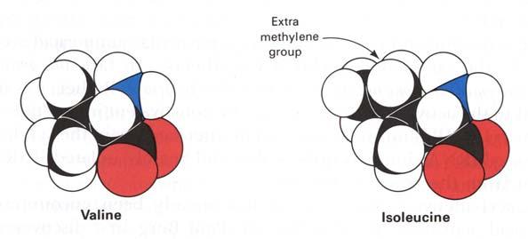 Obr. 7.10.: Modely molekul valinu a isoleucinu.