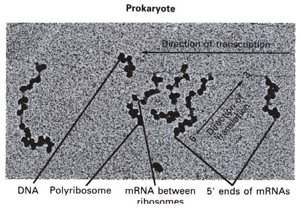 Eukaryotní ribozómy jsou větší, jsou tvořeny 60 S velkou podjednotkou a 40 S malou podjednotkou.