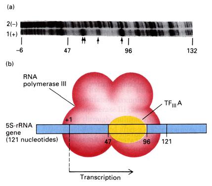 a/ b/ Obr. 7.19: a: Transkripce 5S rrna genu a vazba transkripčního aktivačního proteinu TF III A na 5S rrna gen.