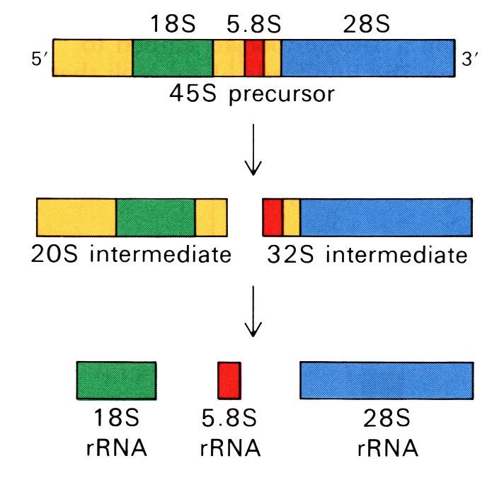 a/ b/ Obr. 7.20.: a: Organizace genů 40S prekursoru 18S, 5,8S a 58S rrna eukaryot. b: Utváření savčích rrna z primárního transkriptu. Obr. 7.21.