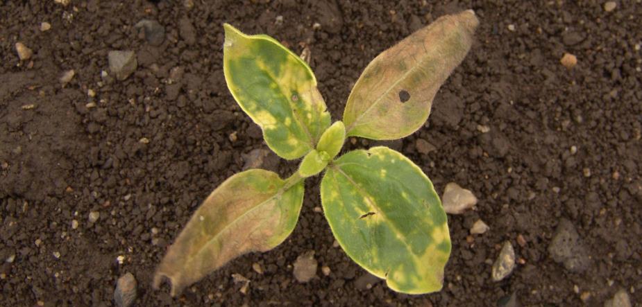 V případě vydatných srážek krátce před ošetřením, však může tento herbicid významně poškozovat slunečnici, zejména pokud je použit s dalším herbicidem (např.