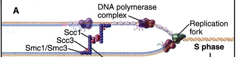 Anaphase-promoting complex (APC/C) zajišťuje likvidaci 2 důležitých typů proteinů: sekurinu a