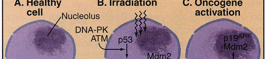 p53 ve zdravých buňkách protein p53 je ve větších
