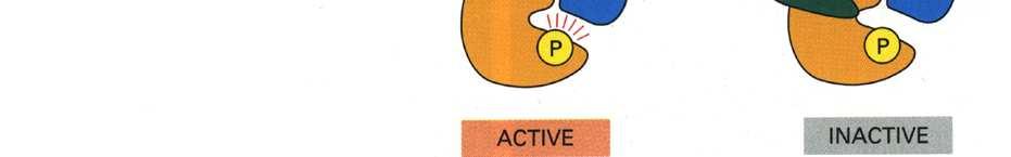 Cdk2-E, Cdk2-A,