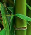 relaxační bambusové mízy a