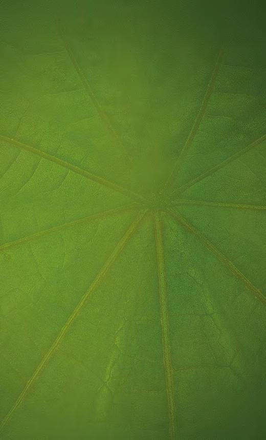 8 Natloukací hmoždinka N GREEN
