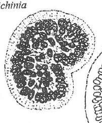 viridis, M.