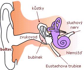 Sluch ústrojím sluchu je ucho ušní boltec zachycuje zvuk ten prochází zvukovodem k bubínku chvění bubínku