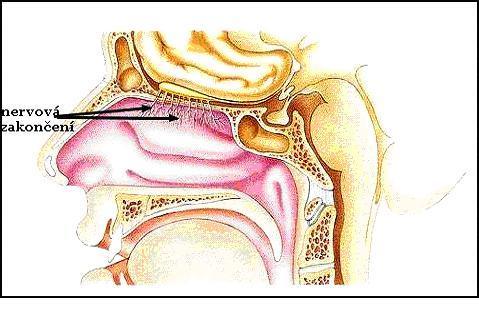 Čich, hmat čich ústrojím jsou buňky sliznice