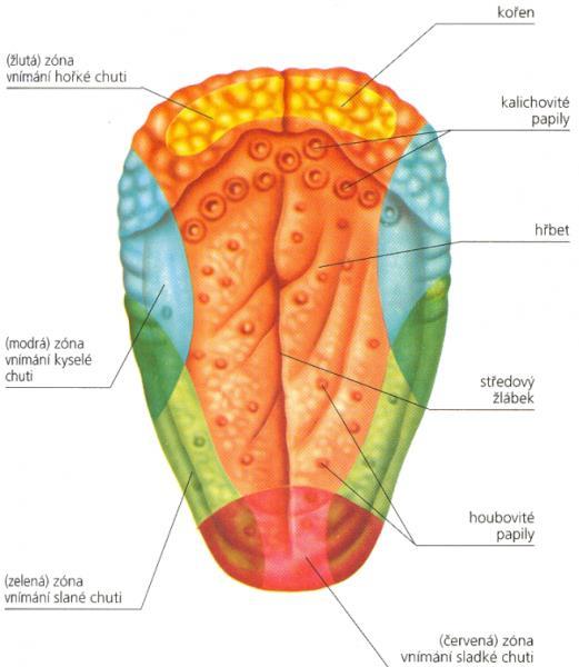 Chuť ústrojím chuti jsou chuťové pohárky na jazyku