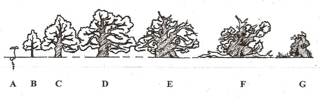 18 skladbě dřevin v parcích a alejích v Olomouci. Vzorek stromů byl složen z 21 jedinců z rodu Acer, 20 jedinců rodu Aesculus, 16 jedinců rodu Fraxinus, 15 jedinců rodu Salix a 18 jedinců rodu Tilia.
