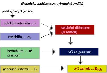 Sstém genetického hodnocení pomáhá při navrhování šlechtitelských programů Year of Birth 199 Selekce na fenotp Rok narození Rok Year narození of Birth 199 Selekce na OPH 1993 1993 1994 1994 1995