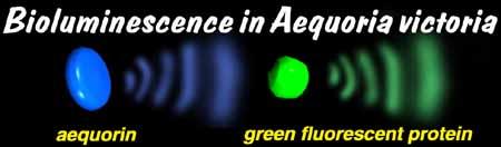 Green fluorescent protein absorpční maxima GFP jsou 395 a 475 nm ~ může dojít k absorpci světla uvolněného z aequorinu absorbované světlo excituje GFP a dochází k vyzáření zeleného světla (λ = 509