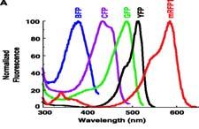 class 4) 516 nm 529 nm zelenožloutlá luminiscence YFP (yellow fluorescent protein) Jiné varianty GFP Jiné varianty GFP - BFP TYR je nahrazen indolem (tzv.