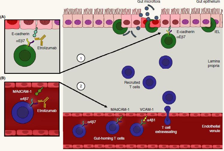 Etrolizumab Anti-integrínová mab: Anti - ß7