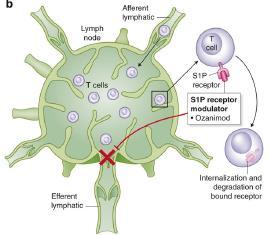 Ozanimod Sphingosine-1-phosphatase receptor (S1P) (typ 1-5): regulace důležitých imunolog.