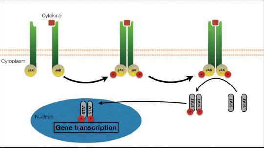 JAK inhibitory JAK - Janus kinase enzymy (JAK 1, 2, 3 a TYK 2) - 4