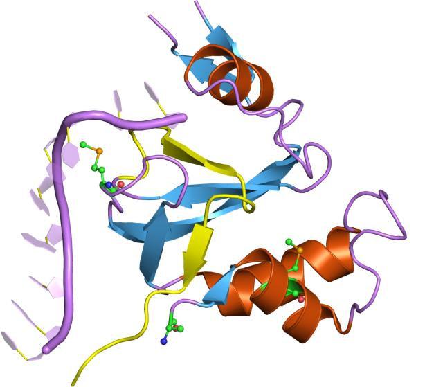 také k dvouvláknovým RNA ( viz Obr.2) (Lingel et al., 2003; Song et al., Yan et al., 2003).