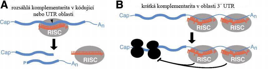 ke štěpení nemá, ale obsahuje vhodné schéma komplementárních míst (viz Obr.3) (Hutvágner a Zamore, 2002; Zeng et al., 2003; Doench et al., 2003).