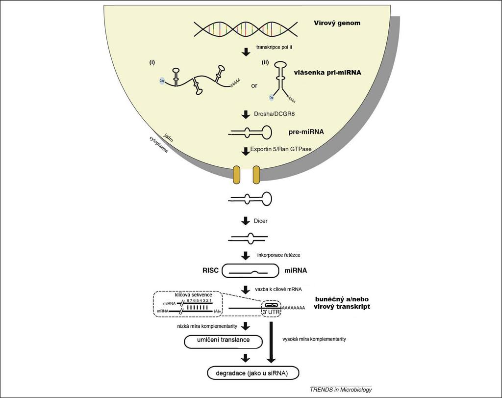 Obr. 4: Biogeneze virových mirna. Geny kódující mirna jsou obecně transkribovány z promotorů pol II.