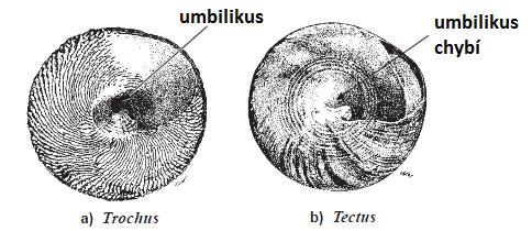 Poznámky: Původně byl exemplář nazván Trochus (Tectus) cf. strambergensis.