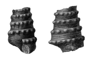 Obr. 13 - Skulptura plže Diatinostoma (Dictreus) nodosostriatum podle Peterse (1855). Ditretus cf. nodosostriatus (PETERS, 1855) (Tab. VI, obr. 10) 1855 Cerithium nodosostriatum; Peters: str.