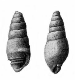 Obr. 14 - jedna z možných variant druhu Endoplocus staszycii podle Zittela (1873). Podčeleď: Nerininae ZITTEL, 1873 Rod: Nerinea DEFRANCE, 1825 Nerinea cochleoides ZITTEL, 1873 (Tab. VIII, obr.